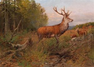 Red Deer On The Lookout