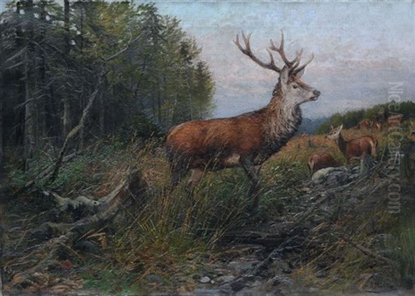 Sichernder Rothirsch - view 1