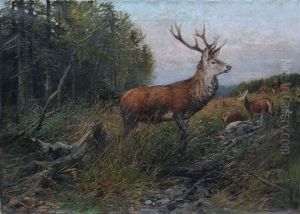 Sichernder Rothirsch