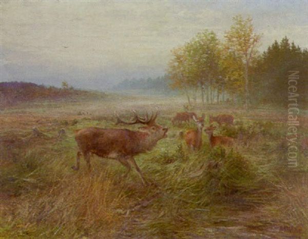 Septembermorgen - Dresdner Heide - view 1