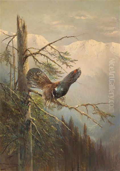 Capercaillie Displaying - view 1