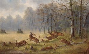 Treibjagden Auf Edelwild