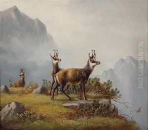 Gemsen Im Hochgebirge