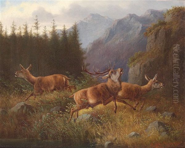 Red Deer In Flight - view 1