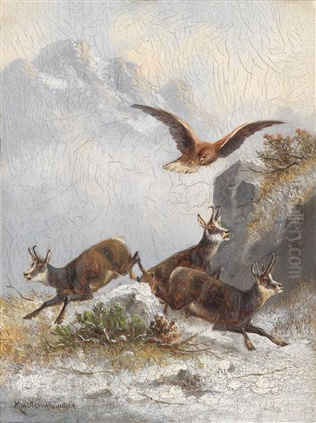 Gamsen Von Adler Verfolgt - view 1