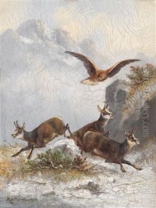 Gamsen Von Adler Verfolgt Gamsen Von Adler Verfolgt