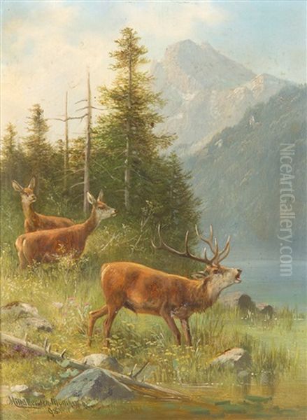 Hirsch Am Alpensee Mit Rehen - view 1