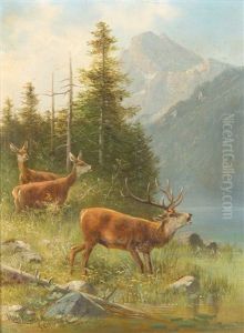 Hirsch Am Alpensee Mit Rehen Hirsch Am Alpensee Mit Rehen