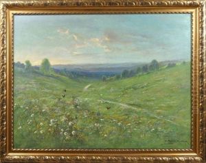 Sommerliche Wiesenlandschaft Bei Langebruck, Im Hintergrund Die Dresdener Heide
