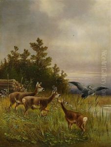 Rehe Und Auffliegender Reiher Am Teichrand