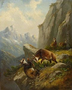 Kampfende Gamsen Im Hochgebirge
