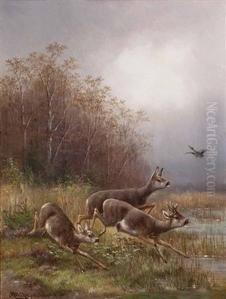 Aufgeschrecktes Rotwild Und Wildente Am Seeufer - view 1