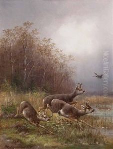 Aufgeschrecktes Rotwild Und Wildente Am Seeufer