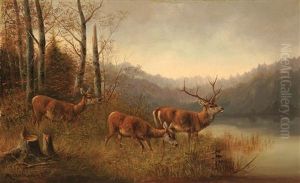 Deer On River Bank