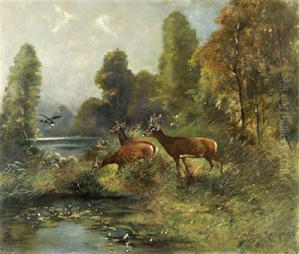 Damwild - view 1