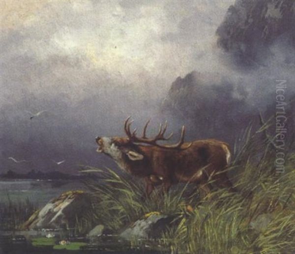 Rohrender Hirsch Am Seeufer - view 1