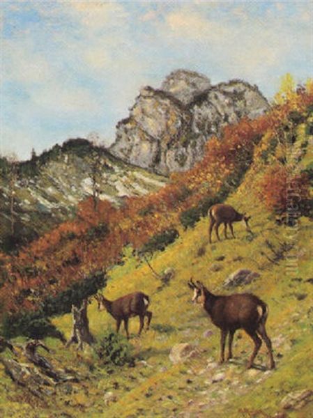 Gemsen Im Hochgebirge - view 1