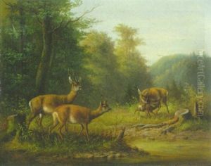 Rehe Auf Einer Waldlichtung An Der Tranke
