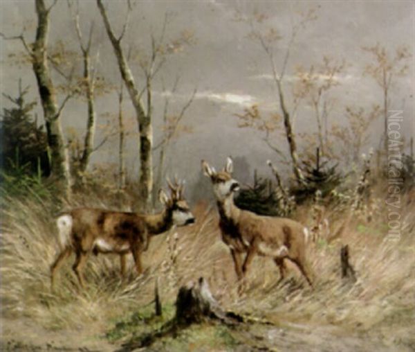 Rehbock Und Reh Auf Herbstlicher Lichtung - view 1