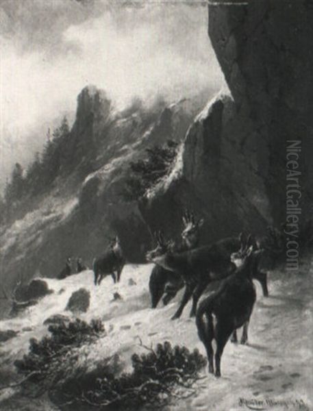 Gamsrudel Im Verschneiten Hochgebirge - view 1