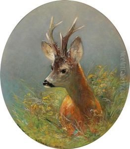Roebuck Standing In The Tall Grass