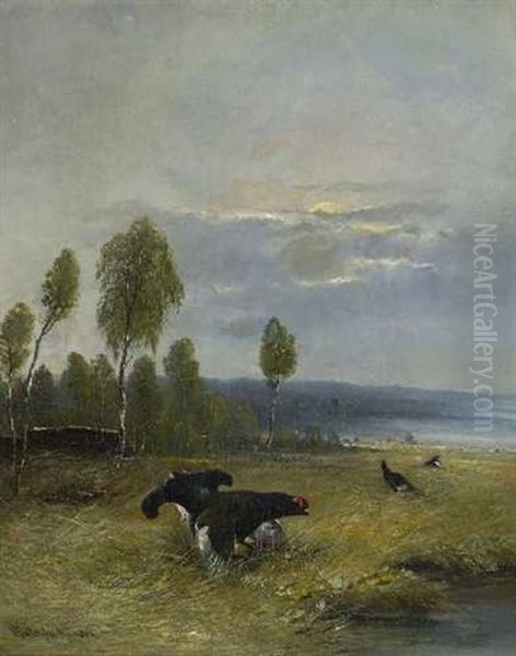 Birkhahnbalz Im Moor - view 1