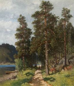 Furuer Ved Skogssti Furuer Ved Skogssti