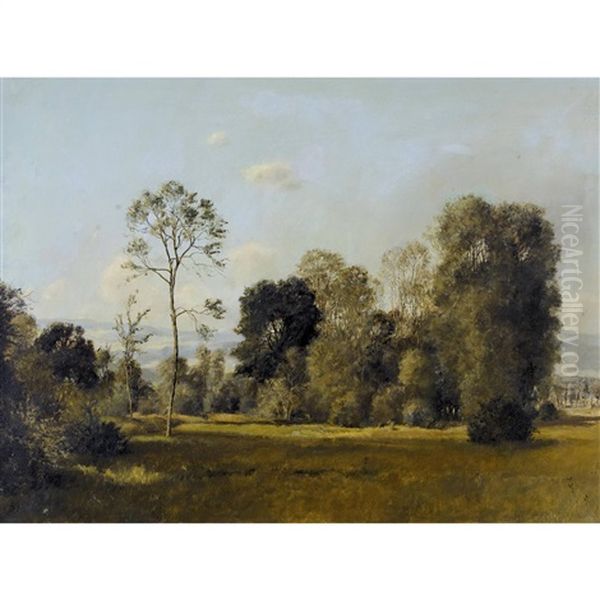 Sommerlicher Waldrand - view 1