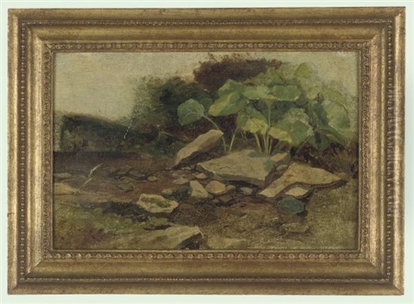 Rocks And Plants (study) - view 1