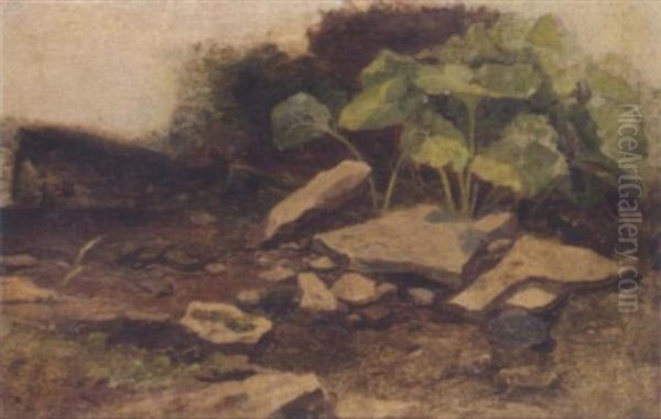 Study Of Plants And Rocks - view 1