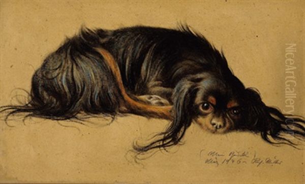 Pekinese - view 1