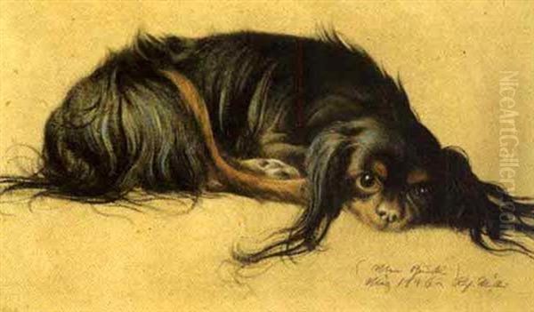 Pekinese - view 1