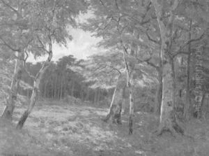 Bluhende Waldlichtung Bei Ahrenshoop