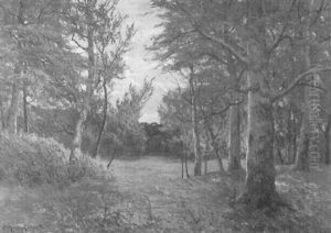 Lichtung Im Birkenwald Lichtung Im Birkenwald