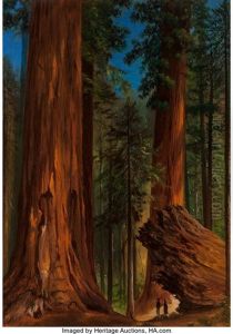 Redwood Forest, Yosemite Valley