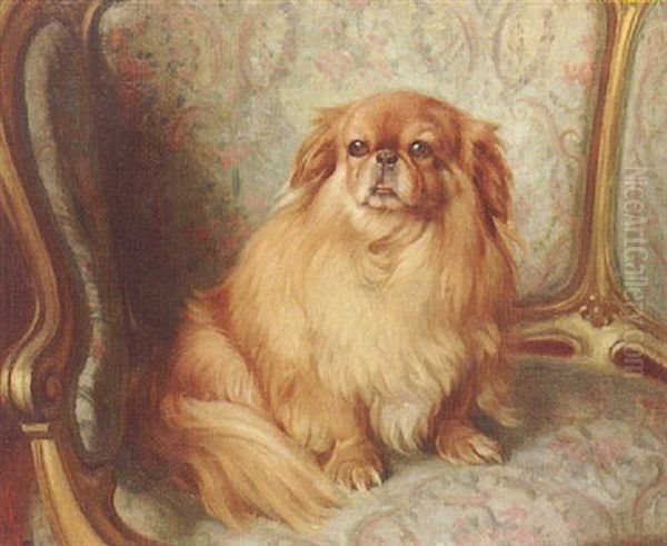 A Pekingese - view 1
