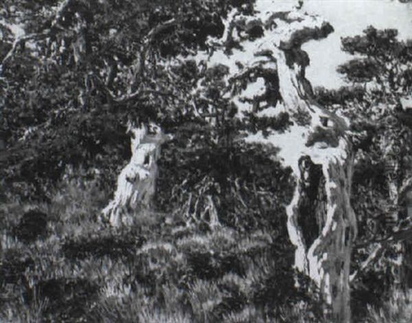 Trees On A Hillside - view 1
