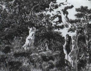 Trees On A Hillside