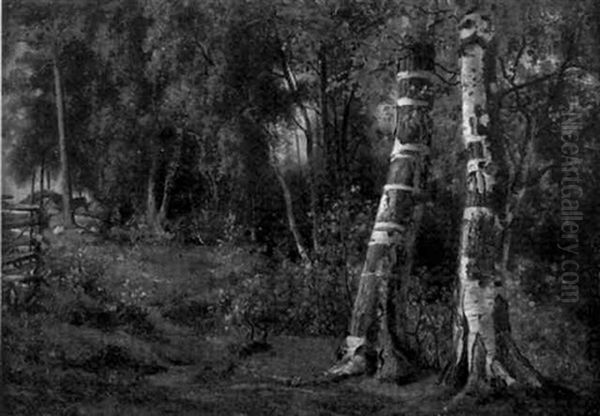 Skogsvy - view 1