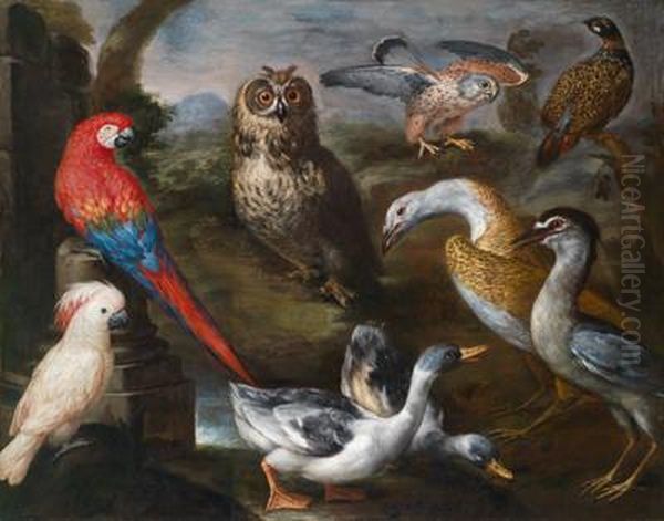 Exotische Vogel In Denvolieren Grosherzog Cosimos Iii. Von Toskana: Enten - view 1