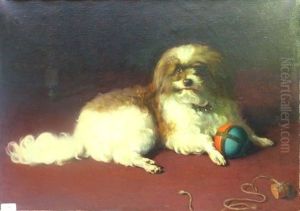 Chien Posant Avec Sa Balle Et Son Bouchon