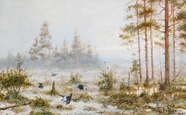 A Grouse Lek - view 1