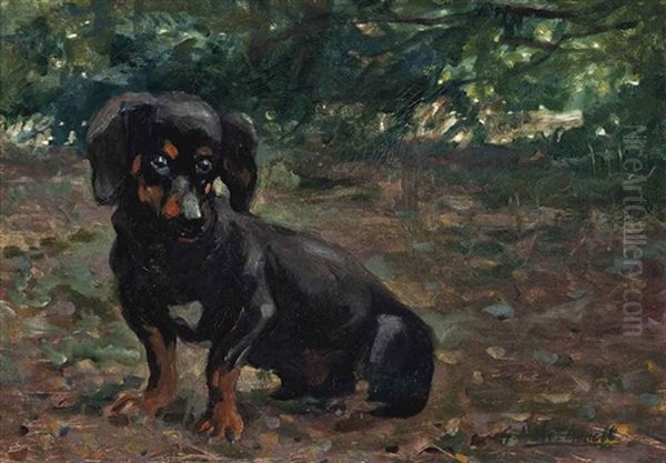 A Dachshund In A Sunlit Wood - view 1