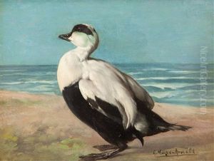 Eider Duck Eider Duck