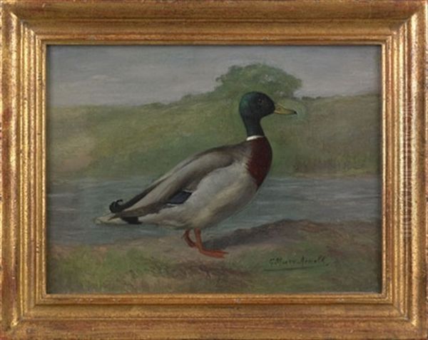 Of A Mallard Drake - view 1
