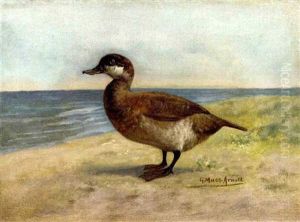 Ruddy Duck by Gustav Muss-Arnolt