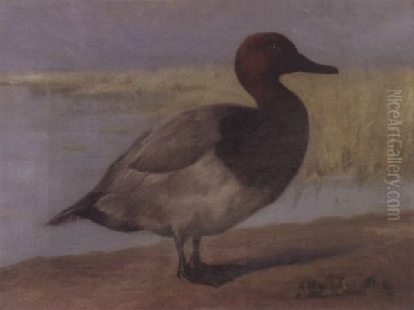 Redhead Duck - view 1