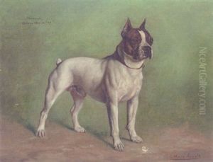 Champion "arroya Aviator", A Boston Terrier