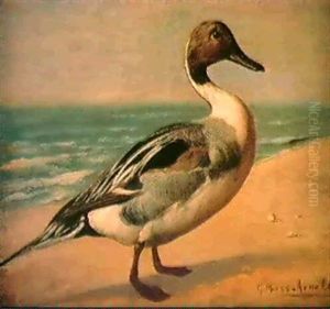 Pintail