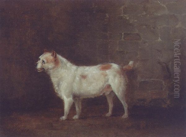 Dandy, A Terrier - view 1